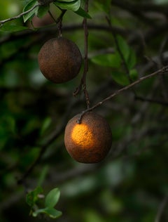 Spotlight, color photograph by Joshua Lutz
