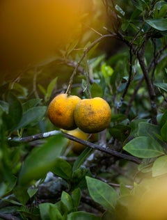 Orangefarbene Blüten, Farbfotografie von Joshua Lutz