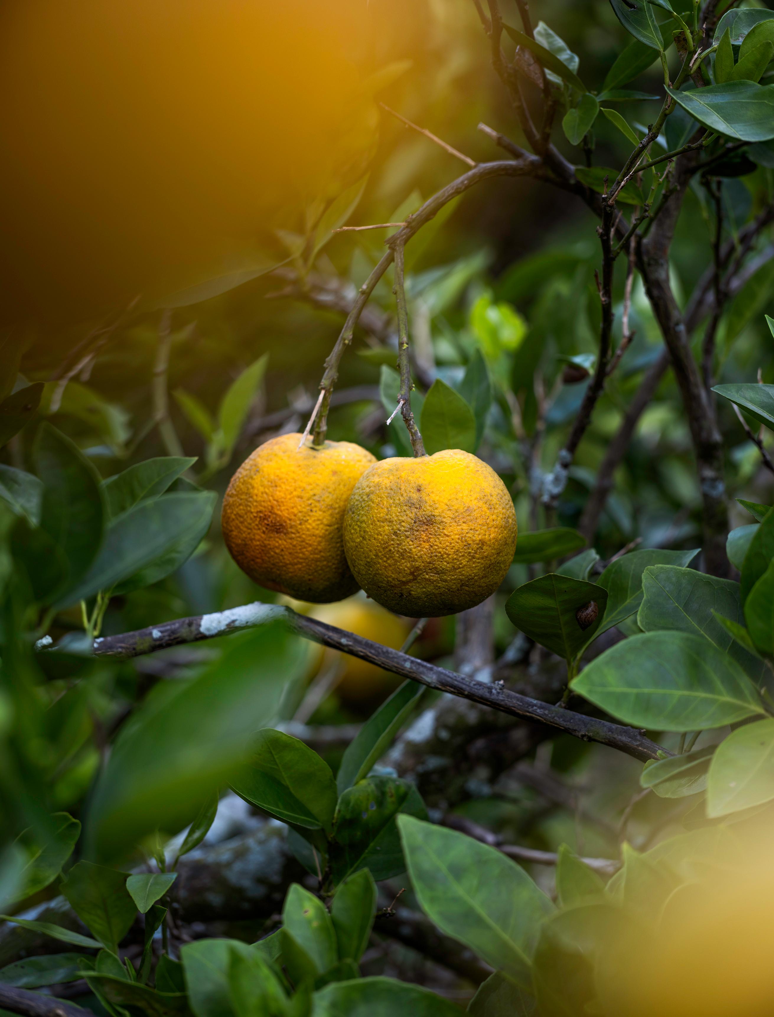 Due Orange Blossom, fotografia a colori di Joshua Lutz in vendita 2