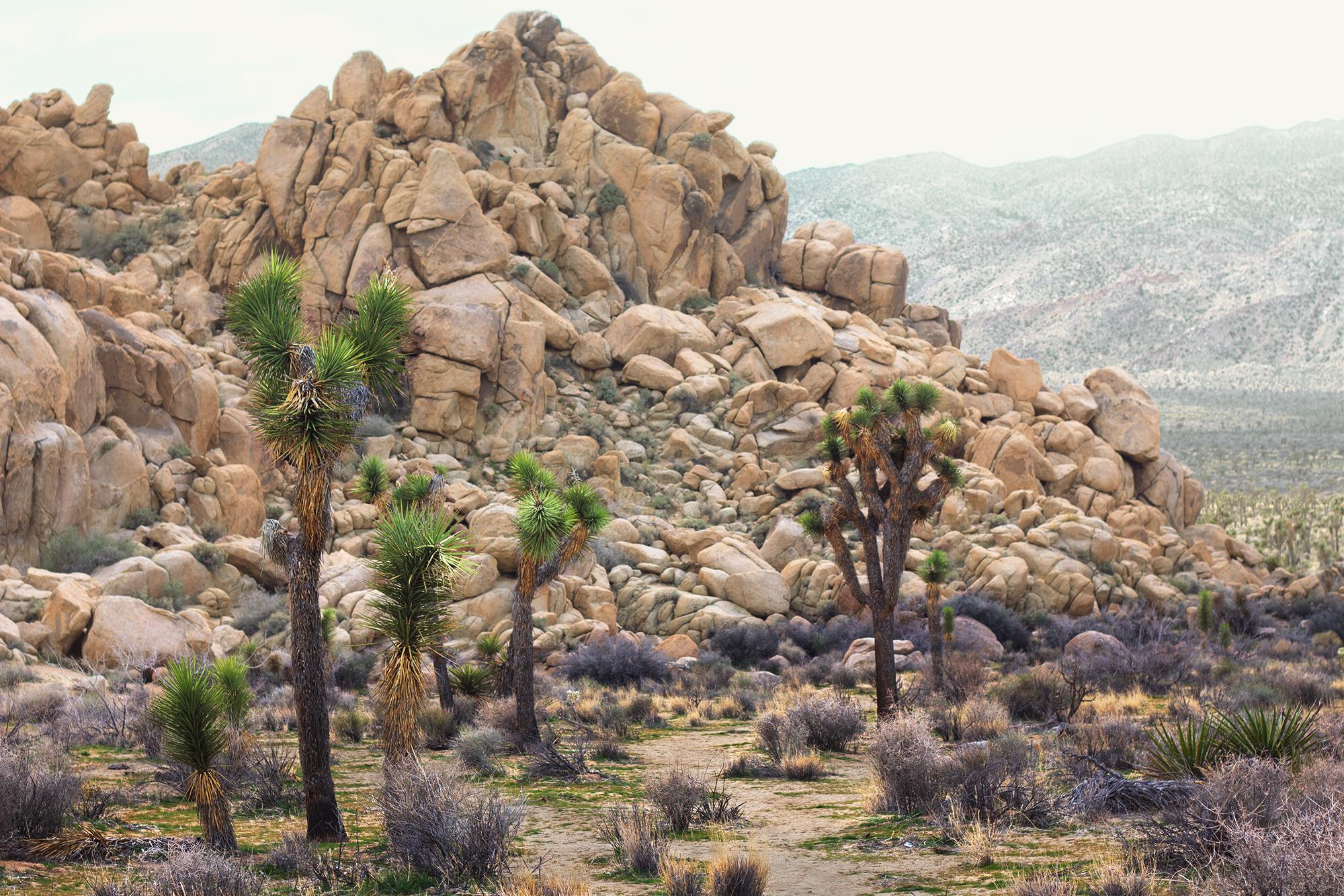 A desert landscape to hang above your couch
This framed fine art photograph shows a beautiful scene from the Joshua Tree desert landscape with its distinctive Joshua Trees and impressive rock formations that made the Joshua Tree National park one of