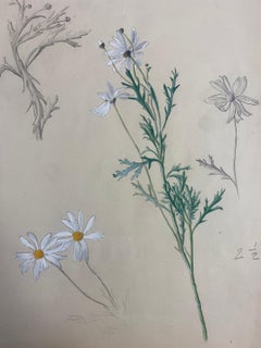 1950s French Post Impressionist Watercolor Painting White Marguerite Daisies