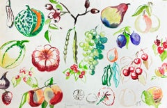 Vintage Mid Century French Colorful Illustration Sketches Of Different Fruits