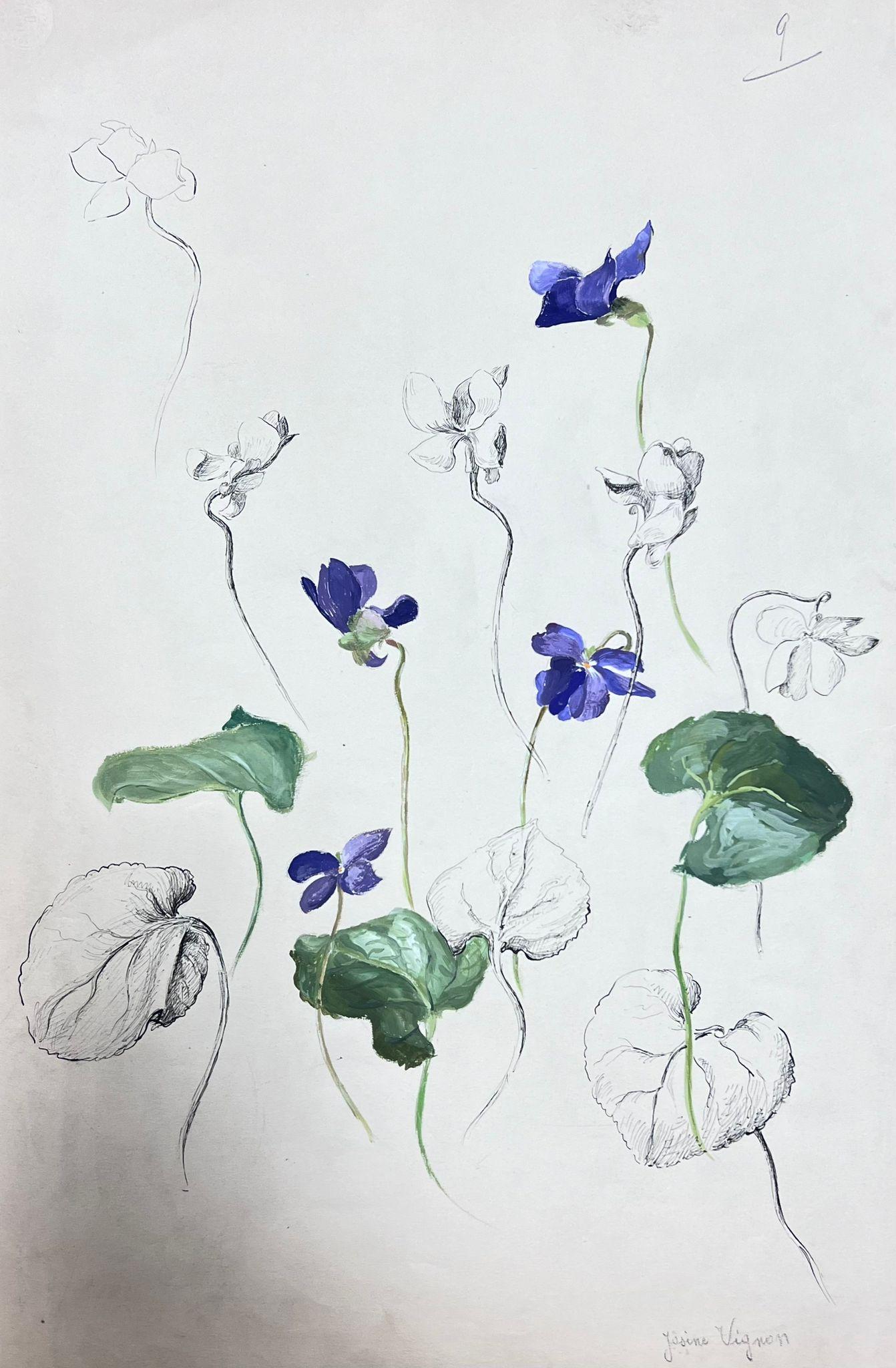 Französische Illustration Viola Canina, Aquarell-Sketch aus der Mitte des Jahrhunderts – Painting von Josine Vignon