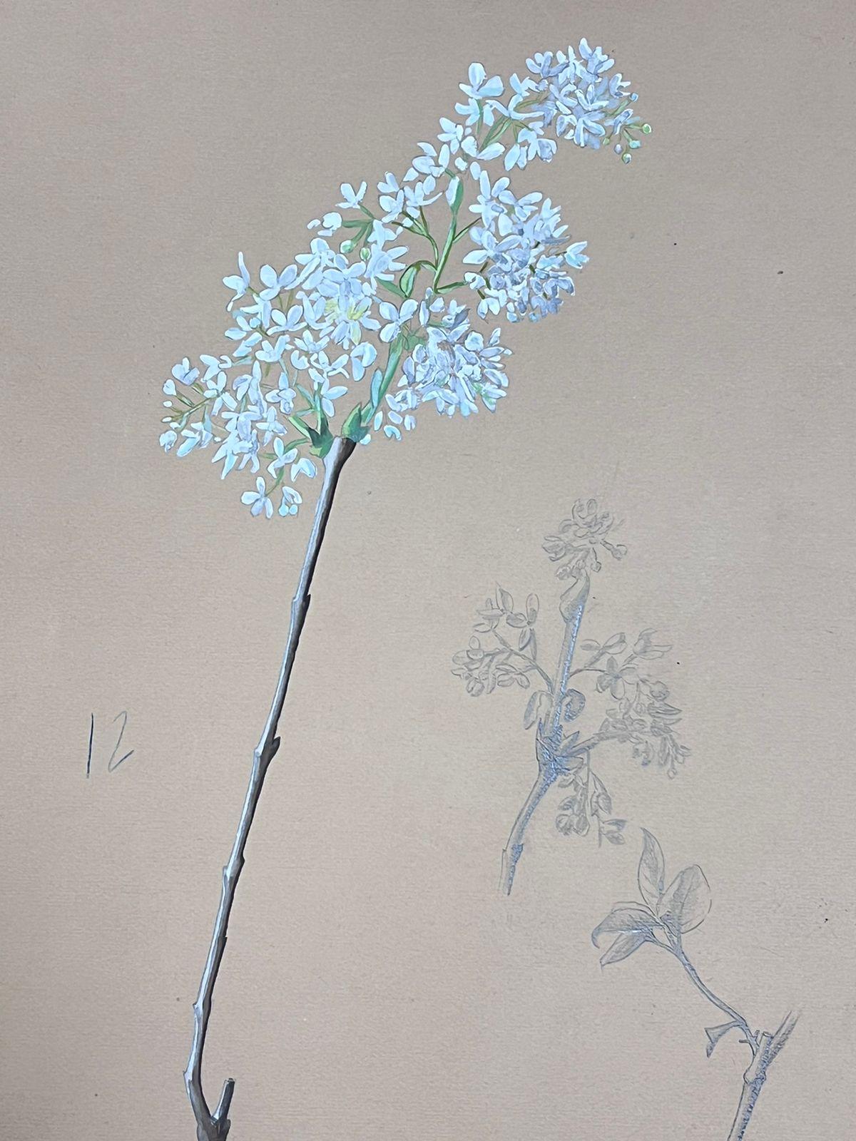 Französische Illustration Weiße Blütenblumen-Aquarell-Sketch aus der Mitte des Jahrhunderts (Impressionismus), Painting, von Josine Vignon