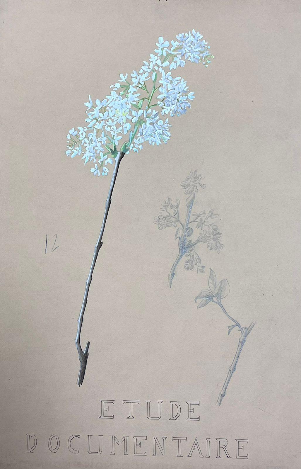 Mid Century French Illustration White Blossom Flower Watercolour Sketch - Gray Still-Life Painting by Josine Vignon