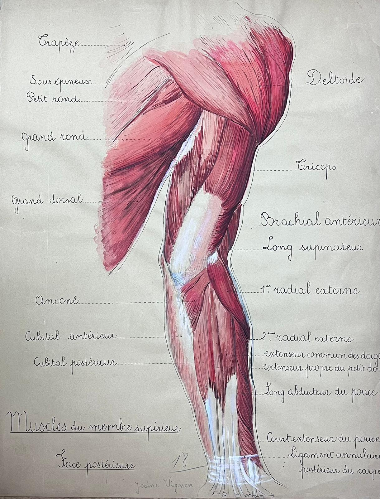 Original French Artwork Human Muscle Anatomy Study - Painting by Josine Vignon