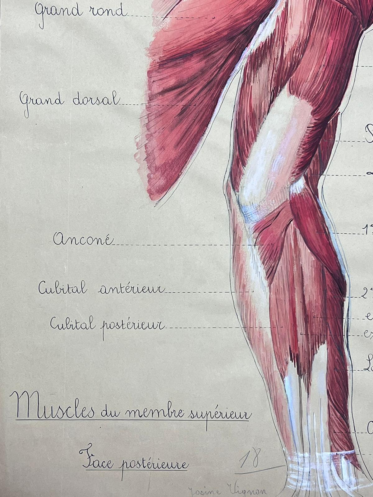 Original French Artwork Human Muscle Anatomy Study - Impressionist Painting by Josine Vignon