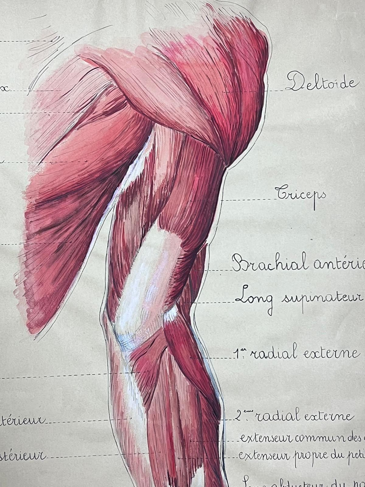Original French Artwork Human Muscle Anatomy Study For Sale 1