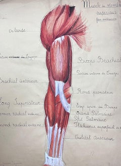 Retro Original French Artwork Human Muscle Anatomy Study