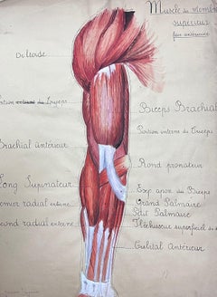 Vintage Original French Artwork Human Muscle Anatomy Study