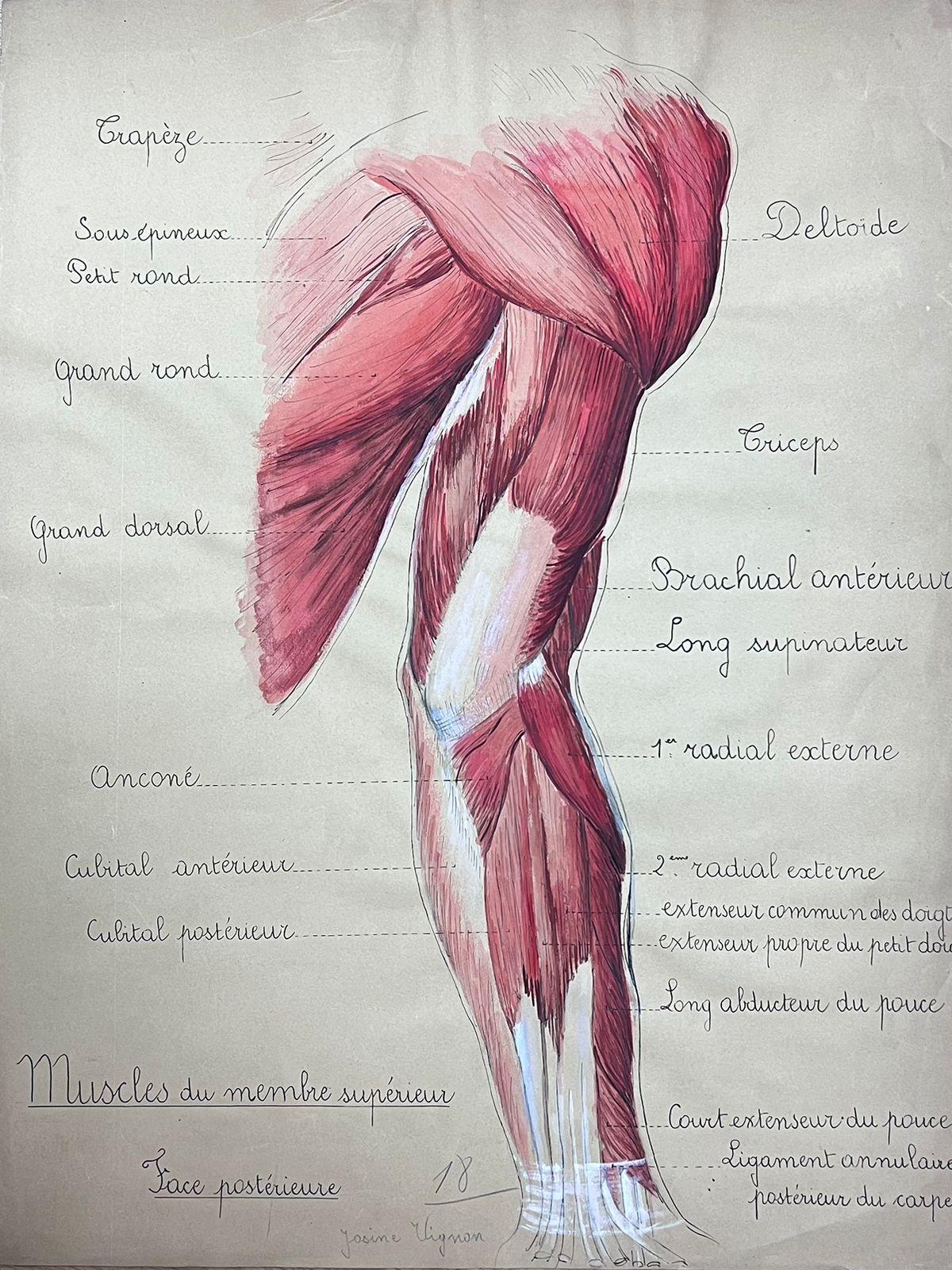 Josine Vignon Portrait Painting - Original French Artwork Human Muscle Anatomy Study