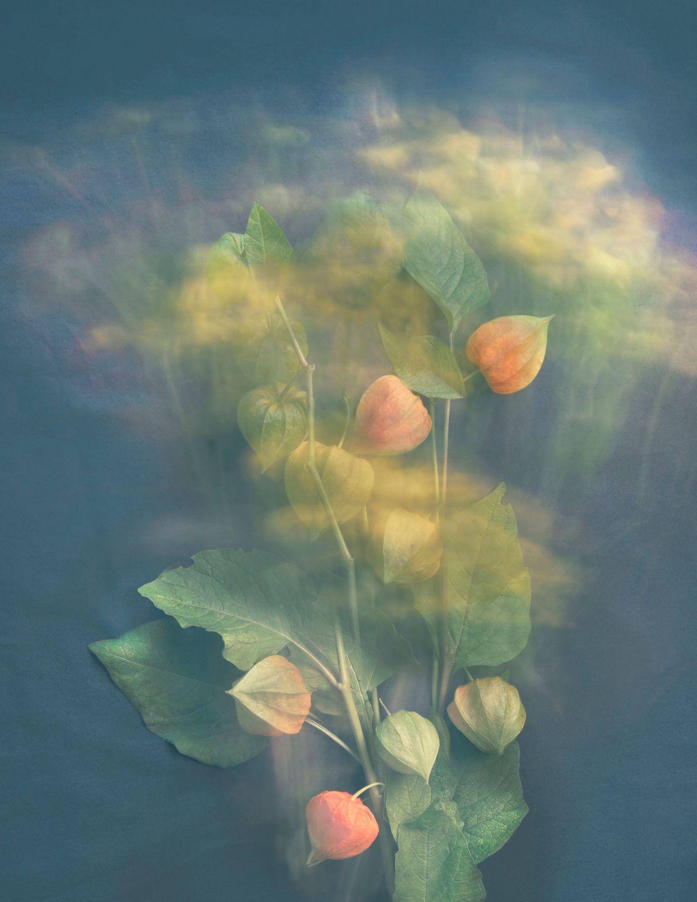 Joyce Tenneson Color Photograph - Chinese Lanterns