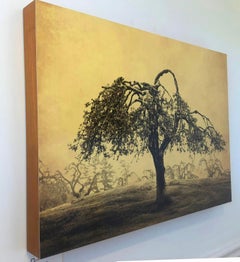 Joyce Tenneson, Apple Tree, 2016, archival pigment ink print mounted to aluminum