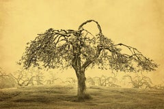 Joyce Tenneson, Apple Tree, 2016, archival pigment ink print mounted to aluminum