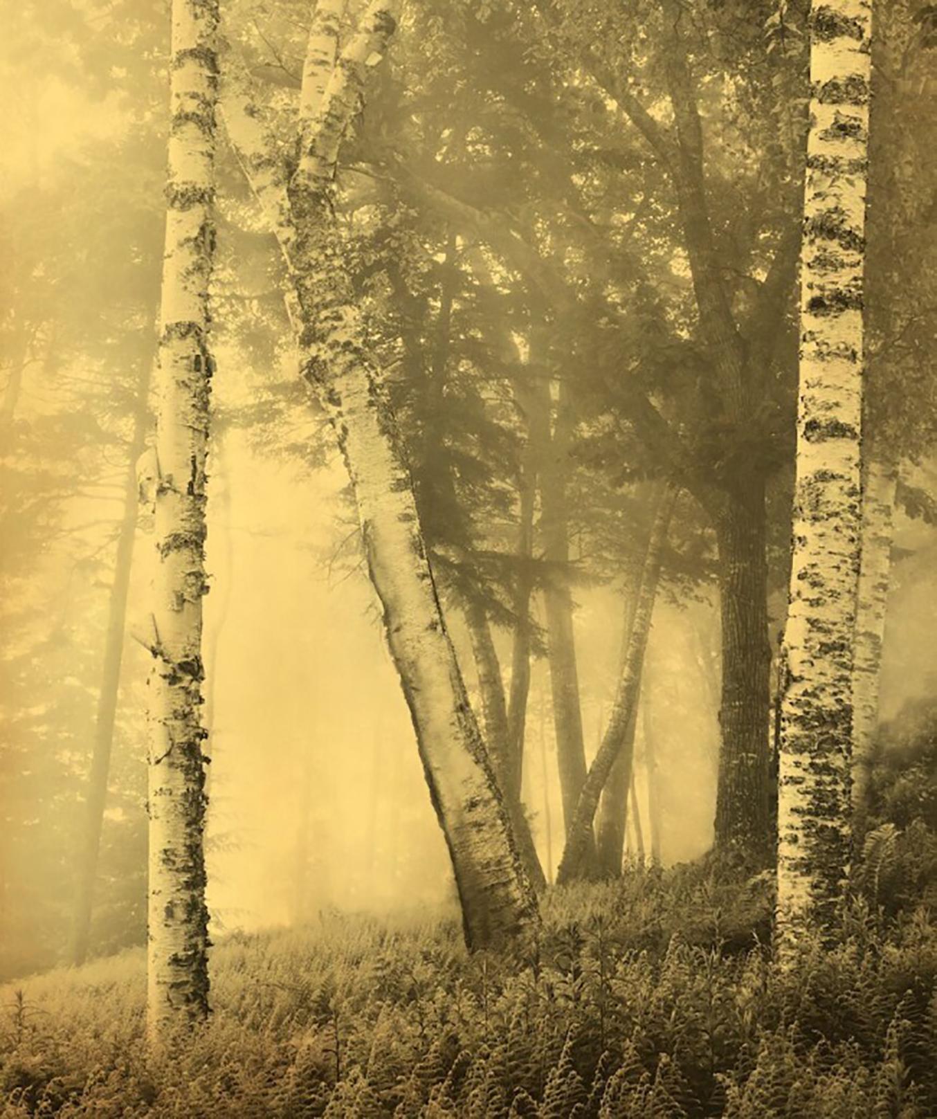 Joyce Tenneson, Birches, 2016 (trees),  (also available as very large prints, please inquire), archival pigment ink print. AP. Image size: Image Size: 13  x 15.5", Matted 20 x 26". Signed, dated and editioned on print recto. The _Alchemy of Light_
