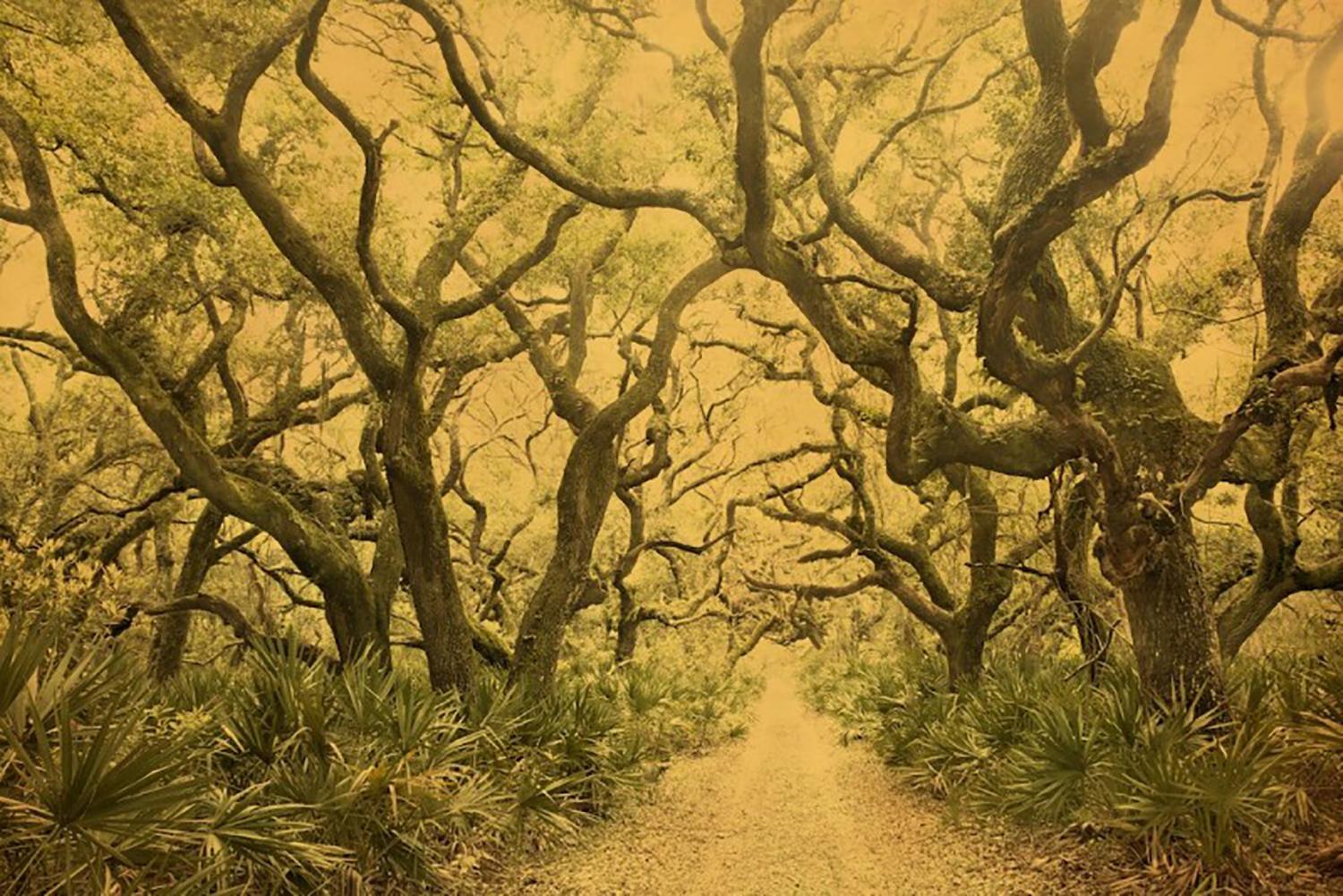 Joyce Tenneson, Cumberland Island One, 2016, (trees),  (also available as very large prints, please inquire), archival pigment ink print. Artist Proof. Image size: Image Size: 12 x 18.5", Matted 20 x 26". Signed, dated and editioned on print recto.