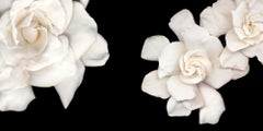 Joyce Tenneson, Gardenias, 2018