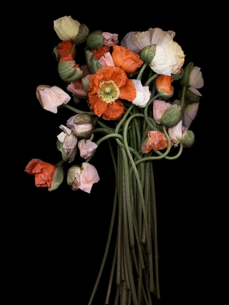 Joyce Tenneson Still-Life Photograph -  Poppy Bouquet 