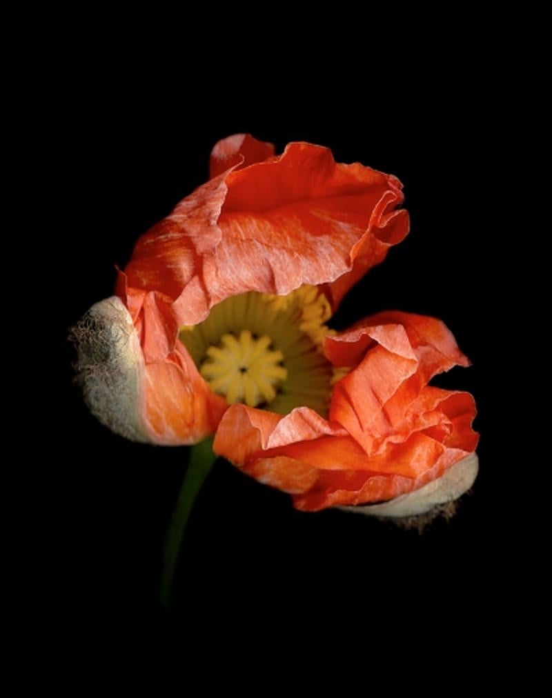 Joyce Tenneson Figurative Photograph - Poppy