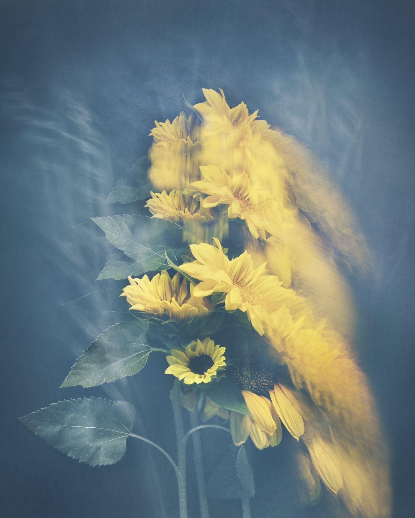 Joyce Tenneson Color Photograph - Sunflowers in Motion