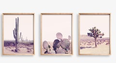 Desert Cactus canvas prints