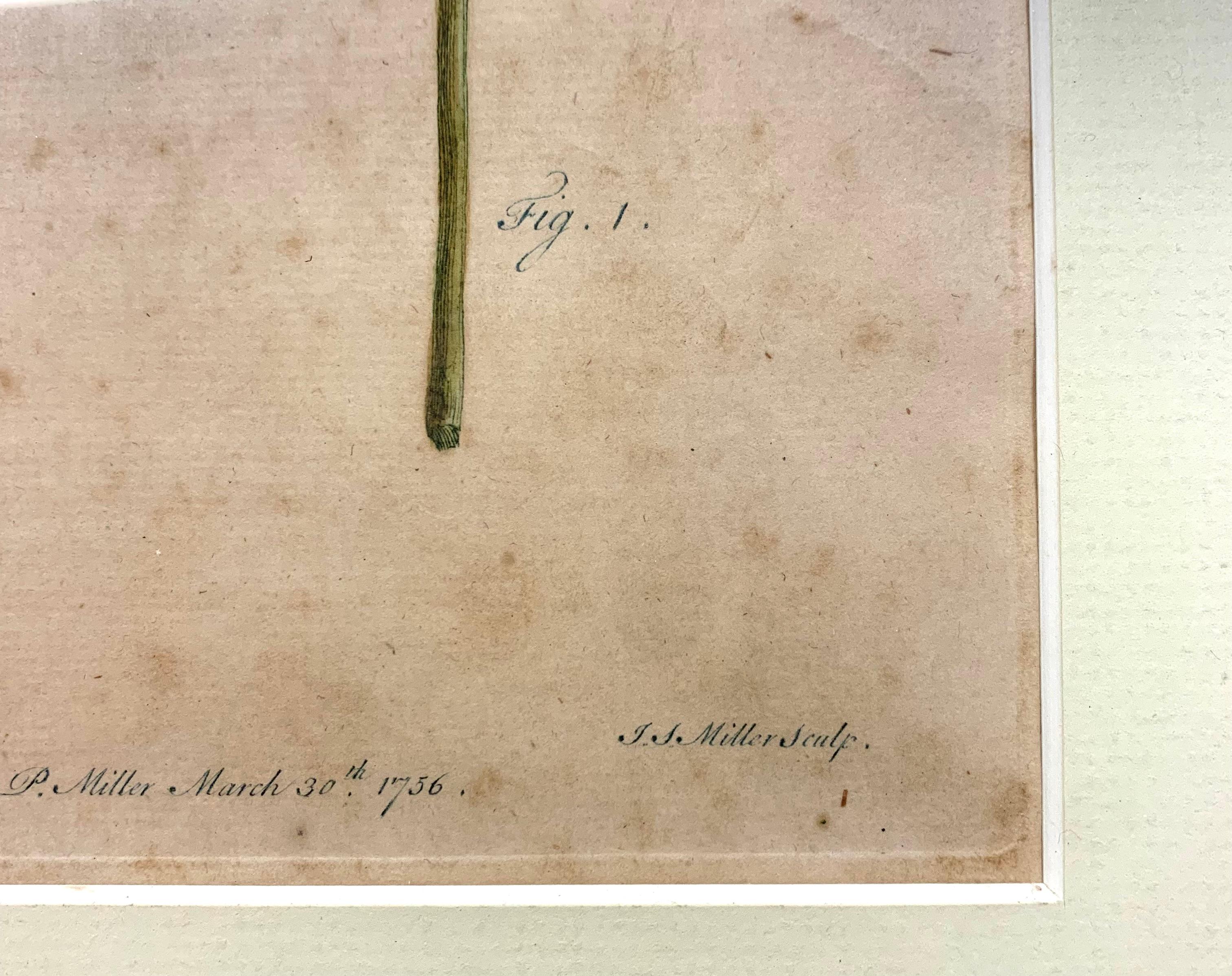 Artist: J.S. Miller (1715-c.1792) German
Title: Cannabis Plate 77
Medium: Engraving, 1756
Size: 20.5” x 18” Framed
Condition Notes: Slight foxing throughout the work

Description:
In this18th century botanical print of the cannabis plant, R. Lancake