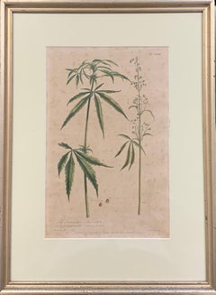 J.S. Miller, Cannabis Engraving, 1756