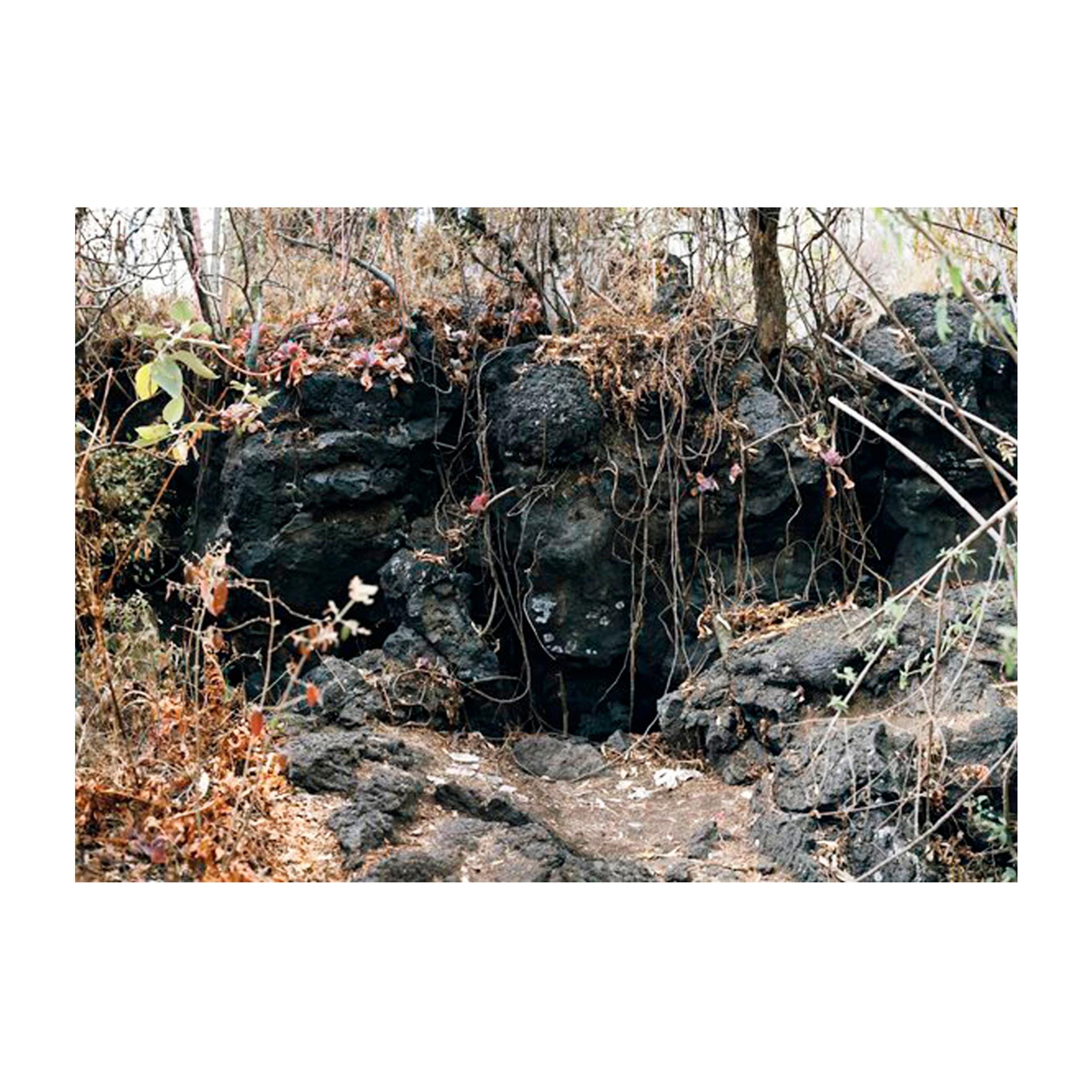 Gibbiflora by Juan Carlos Martínez Jiménez 2008 Mexican Contemporary C Print on For Sale 1