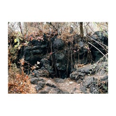 Gibbiflora by Juan Carlos Martínez Jiménez 2008 Mexican Contemporary C Print on