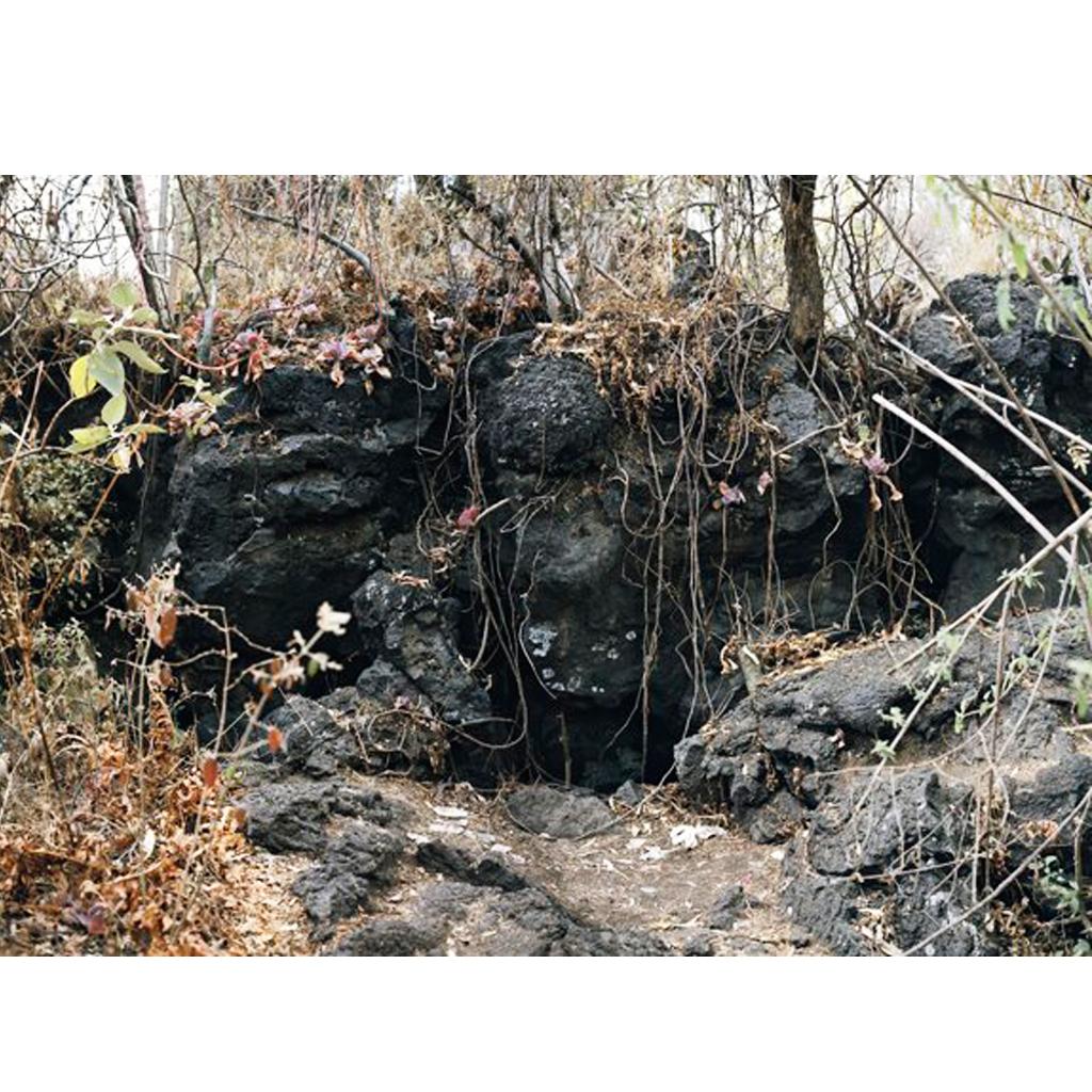 Gibbiflora by Juan Carlos Martínez Jiménez 2008 Mexican Contemporary C Print on For Sale 3