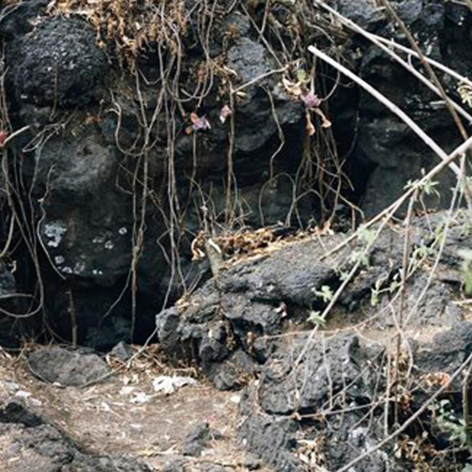 Gibbiflora by Juan Carlos Martínez Jiménez 2008 Mexican Contemporary C Print on For Sale 6