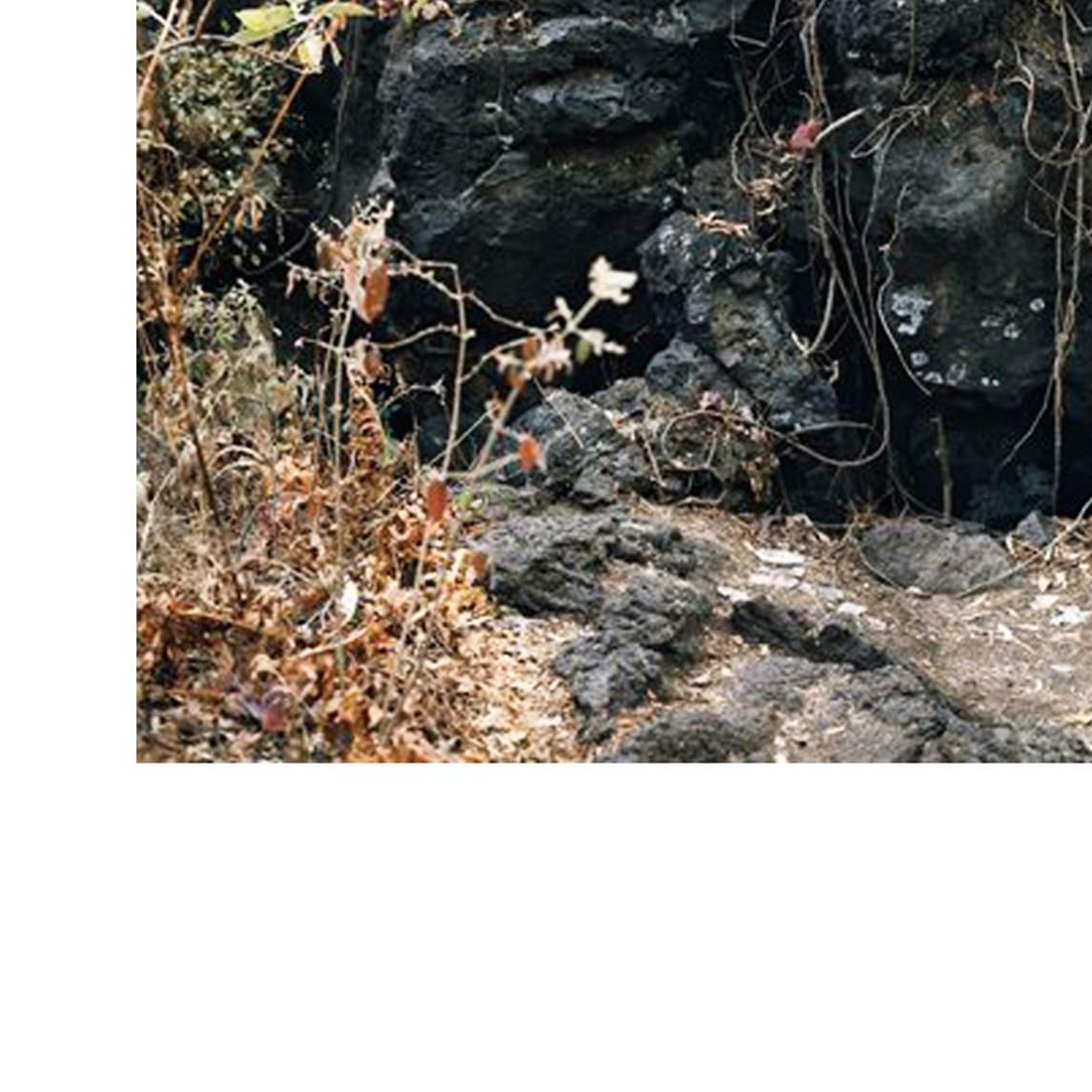 Gibbiflora by Juan Carlos Martínez Jiménez 2008 Mexican Contemporary C Print on For Sale 7