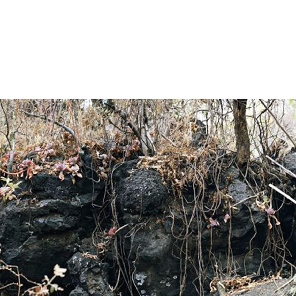 Gibbiflora by Juan Carlos Martínez Jiménez 2008 Mexican Contemporary C Print on For Sale 8