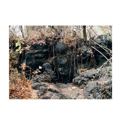 Gibbiflora by Juan Carlos Martínez Jiménez 2008 Mexican Contemporary C Print on