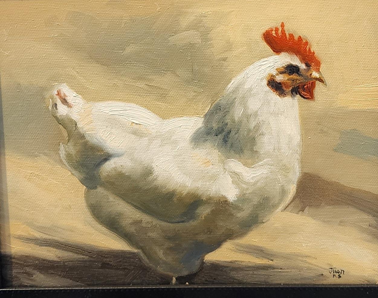 Gallo Realismo olio   incorniciato 16