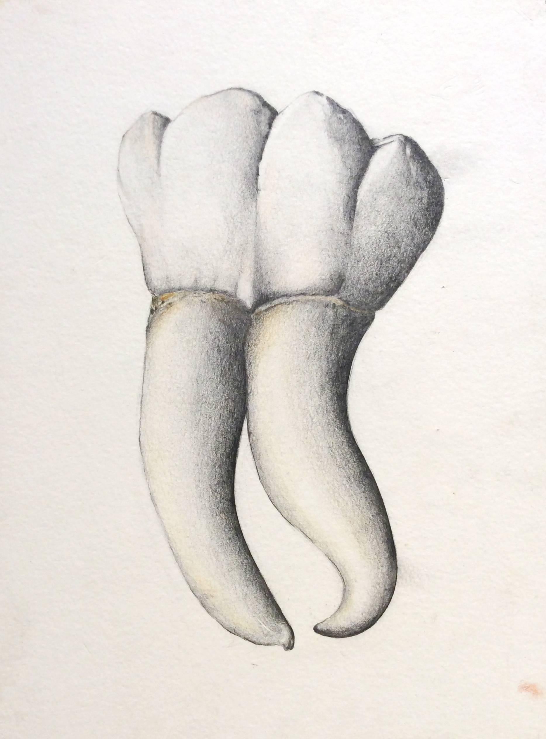 Almas y Dientes: Panel 24 (Graphite Drawing of Tooth on Paper Mounted on Panel) - Painting by Juan Garcia-Nunez
