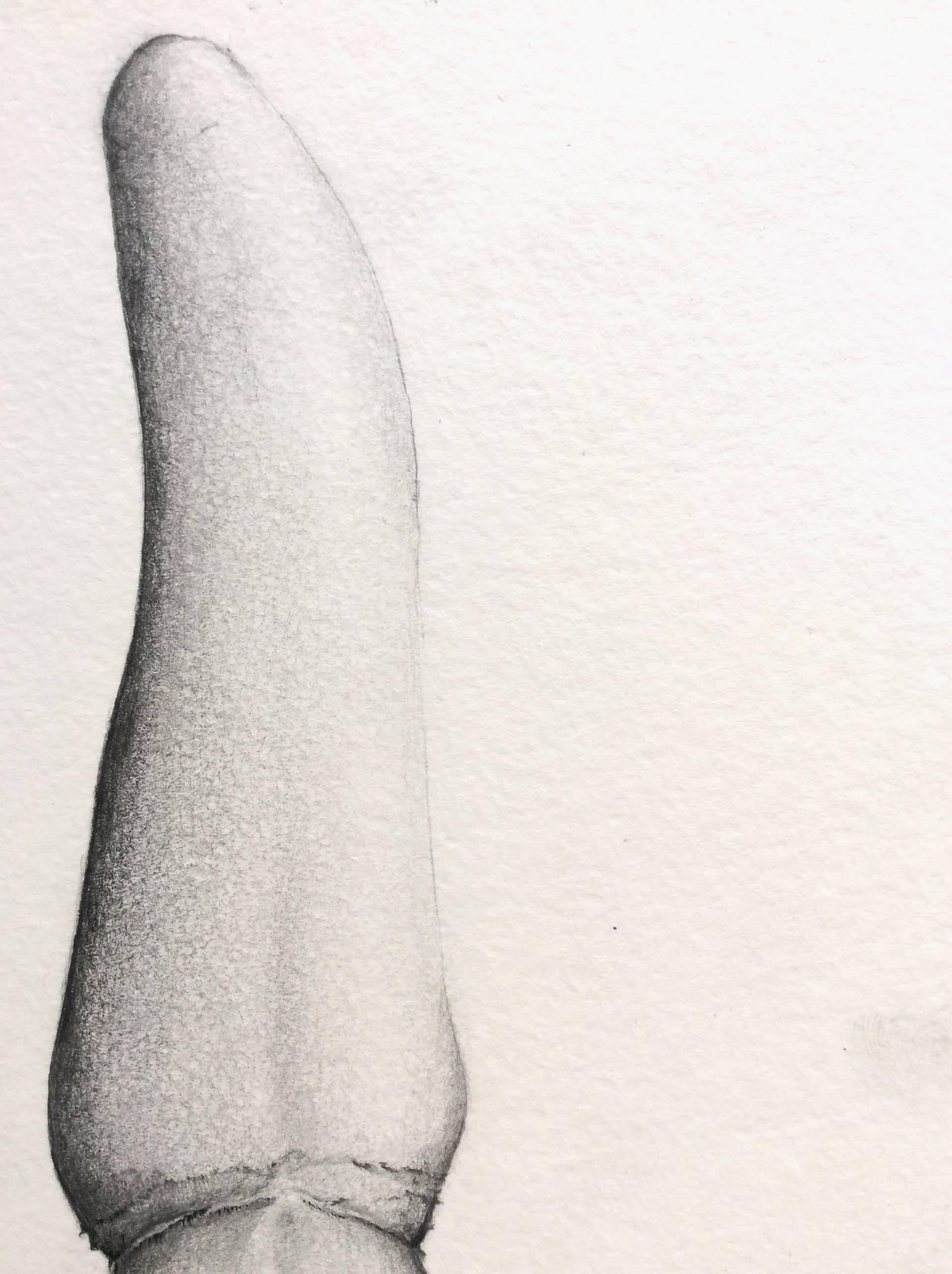 Almas y Dientes: Panel 5 (Graphite Drawing of Tooth on Paper Mounted on Panel) - Contemporary Art by Juan Garcia-Nunez