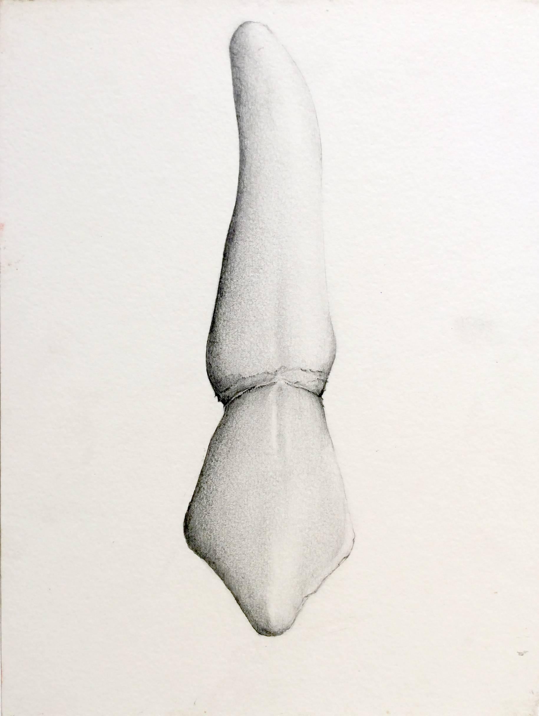 Juan Garcia-Nunez Still-Life - Almas y Dientes: Panel 5 (Graphite Drawing of Tooth on Paper Mounted on Panel)