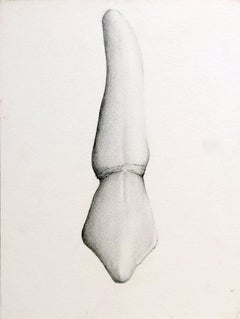 Almas y Dientes: Panel 5 (Graphite Drawing of Tooth on Paper Mounted on Panel)