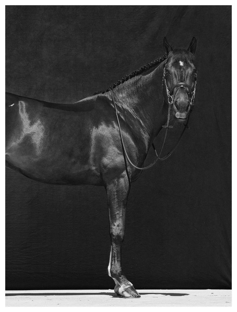 Brainpower III, Horses Series, Extra Small Archival Pigment Print, Framed - Photograph by Juan Lamarca