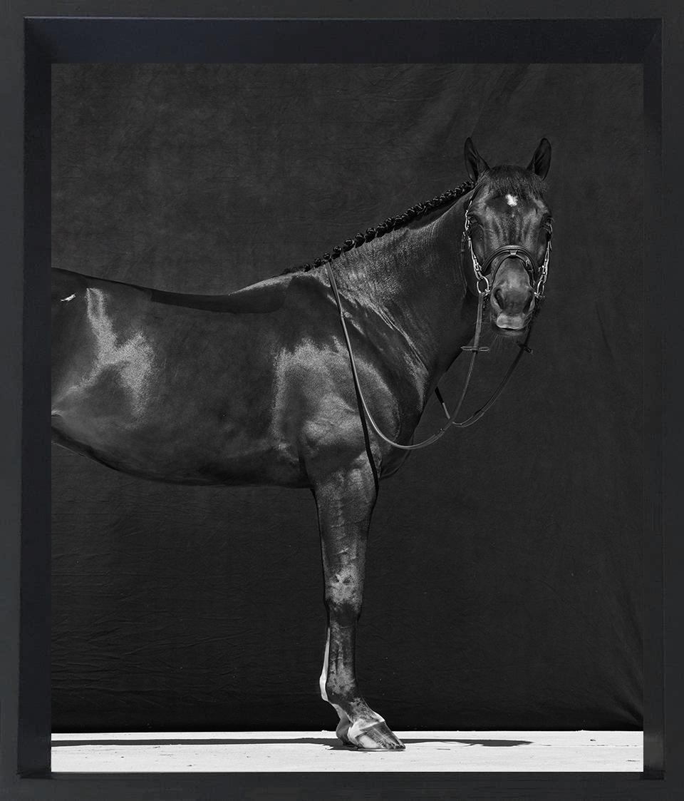 Brainpower I, Ohne Titel I, und Ohne Titel II (Triptychon) 2018 von Juan Lamarca
Aus der Pferde-Serie
Fine Art Baumwollpapier
Gesamtgröße: 
Bildgröße: 16.5 in H x 36 in W
Rahmengröße: 17,7 H x 40,5 B x 1,7 T.

Individuelle Größe: 
Bildgröße: 16,5 in
