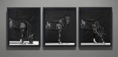 Brainpower II, III and I. Triptych. From The Horses Series