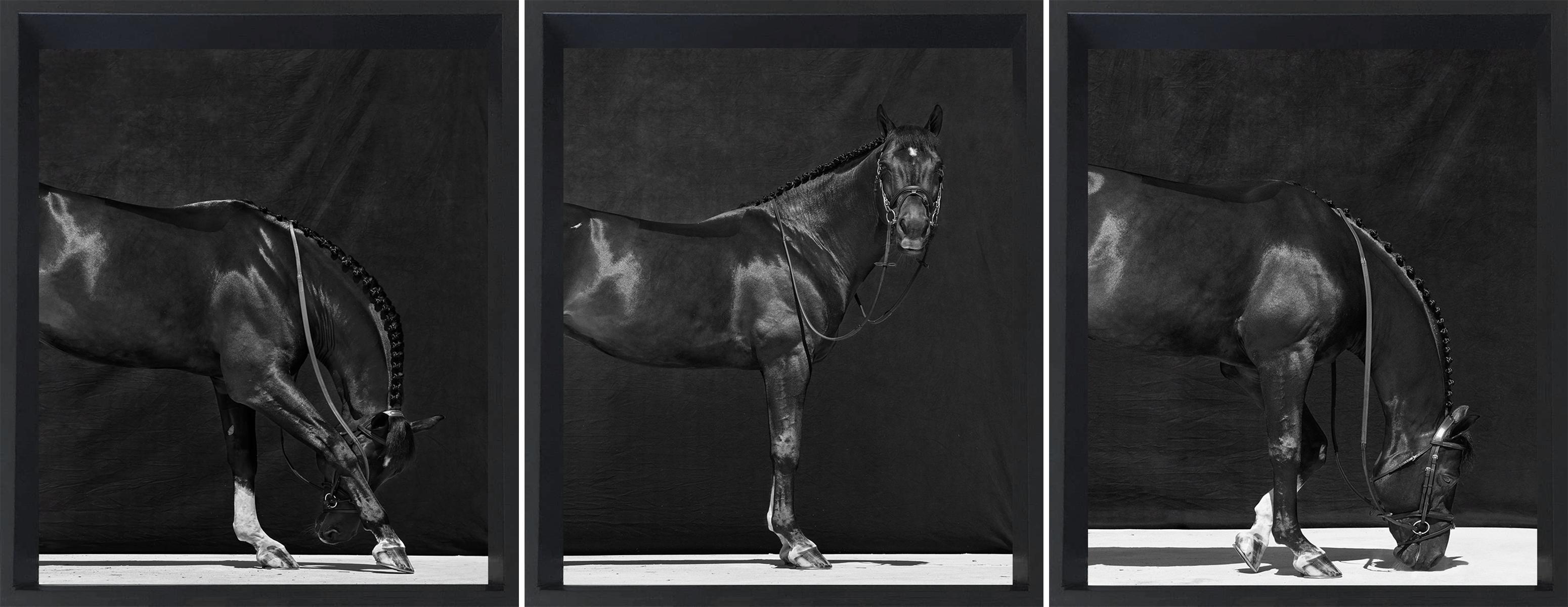 Juan Lamarca Portrait Photograph - Brainpower II, III and I. Triptych. From The Horses Series