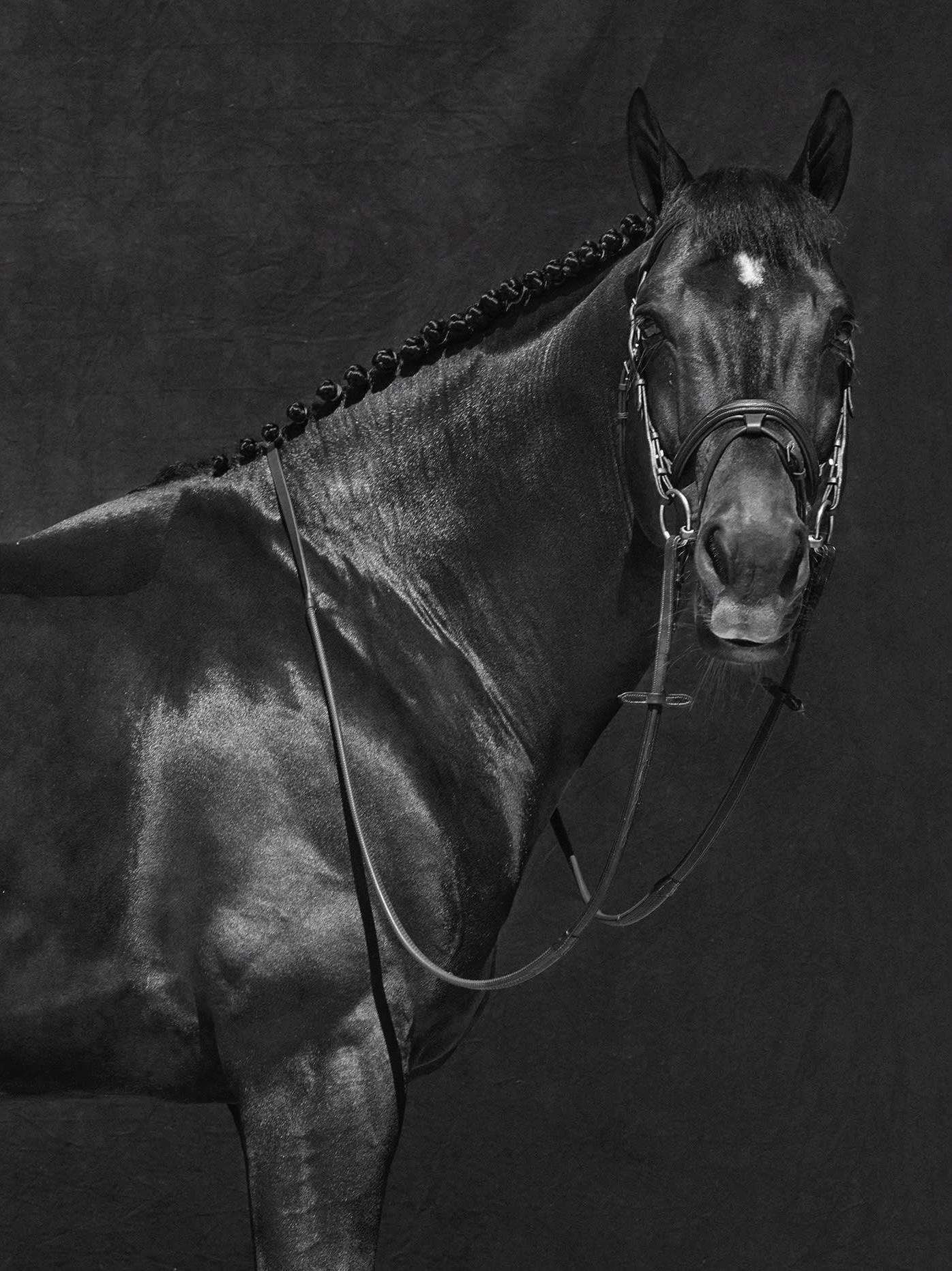 Brainpower Triptychon – Schwarz-Weißes Pferd Porträt Limitierte Auflage 2018 (Zeitgenössisch), Photograph, von Juan Lamarca