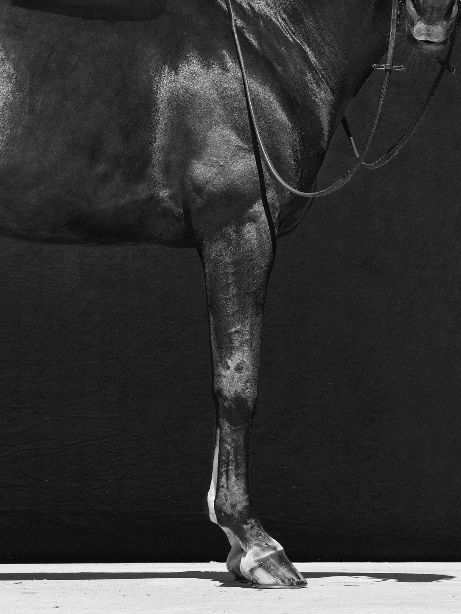 Brainpower Triptychon, 2018 von Juan Lamarca
Hochwertiges archivfestes Baumwollpapier
Bildgröße: 17 x 13 Zoll
Ausgabe 4 von 7 plus 2 AP
Ungerahmt

Die Horse Series von Juan Lamarca ist eine abstrakte Sammlung von Fotografien, die Hochleistungspferde