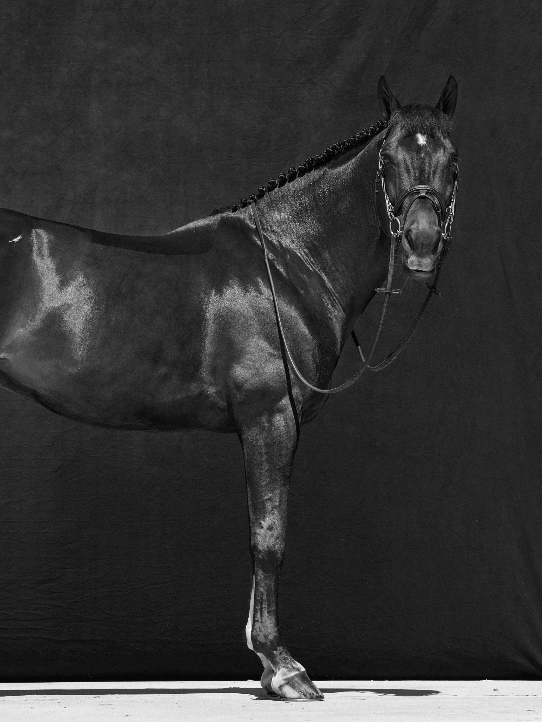 Brainpower Triptychon – Schwarz-Weißes Pferd Porträt Limitierte Auflage 2018 – Photograph von Juan Lamarca