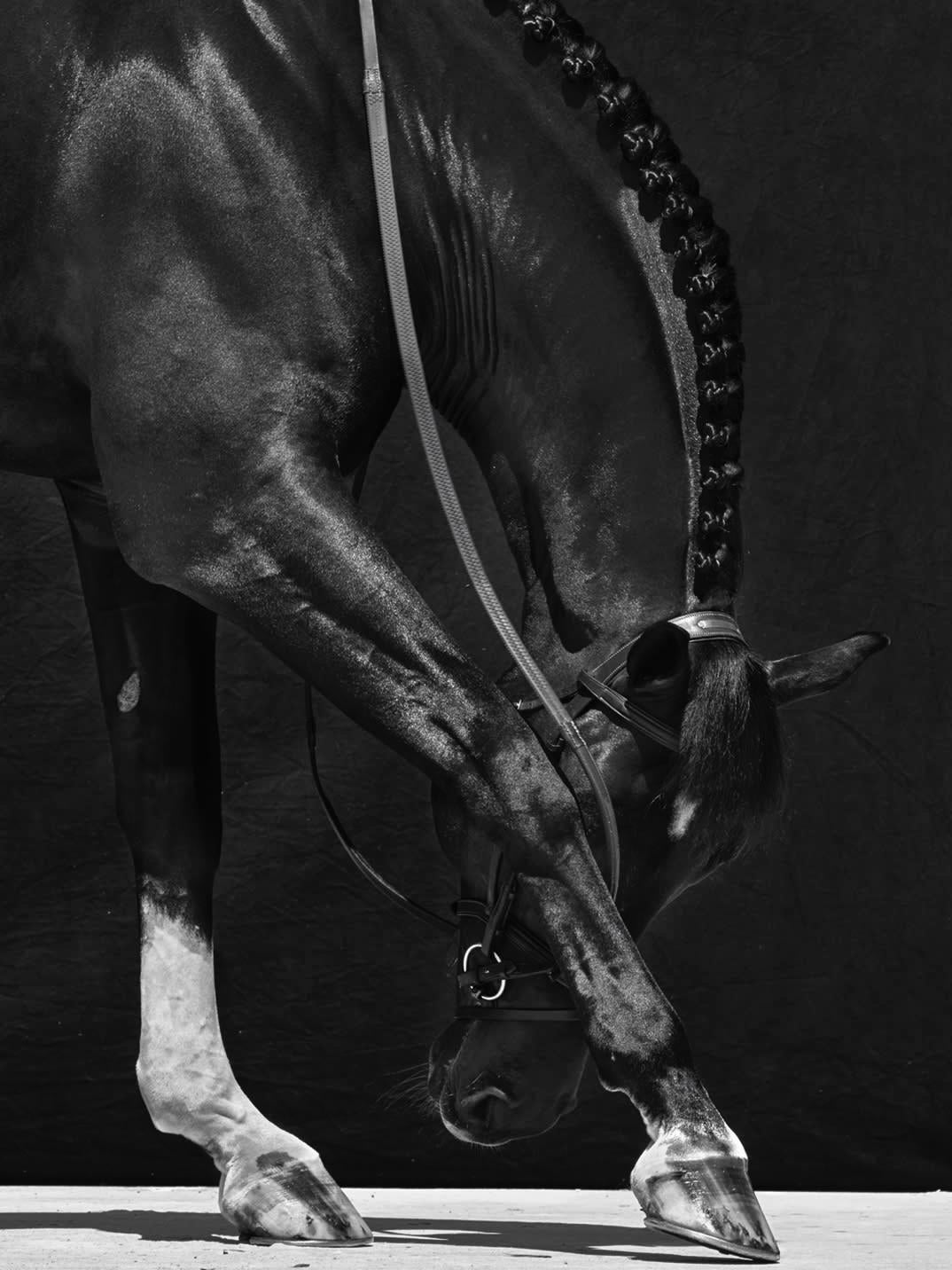 Brainpower Triptych II - Black and White Horse Portrait Limited Edition 2018 - Photograph by Juan Lamarca