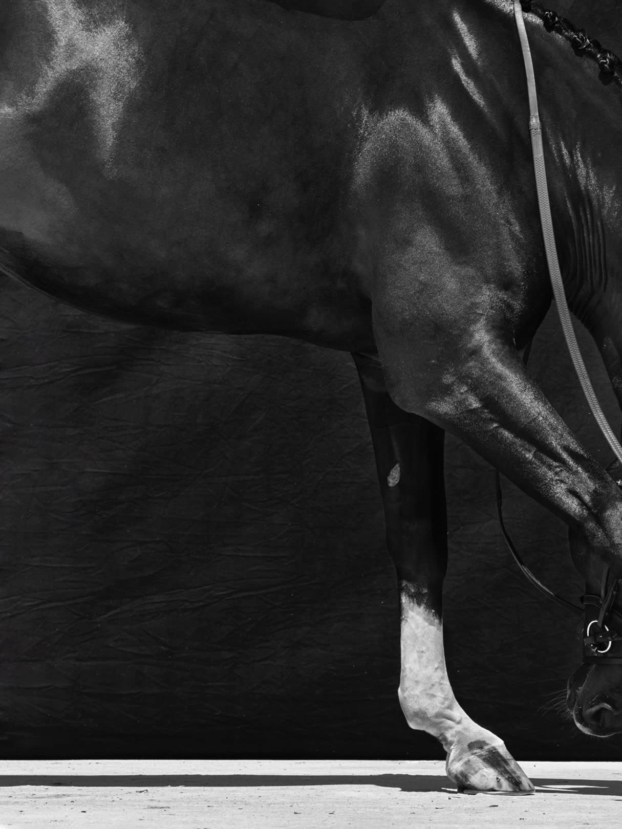 Brainpower Triptychon II, 2018 von Juan Lamarca
Hochwertiges archivfestes Baumwollpapier
Bildgröße: 17 x 13 Zoll
Ausgabe 4 von 7 plus 2 AP
Ungerahmt

Die Horse Series von Juan Lamarca ist eine abstrakte Sammlung von Fotografien, die