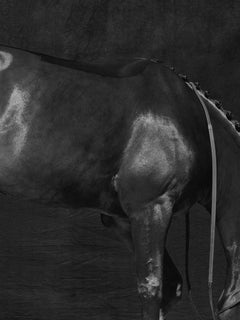 Triptyque Brainpower III - Portrait de cheval noir et blanc en édition limitée, 2018