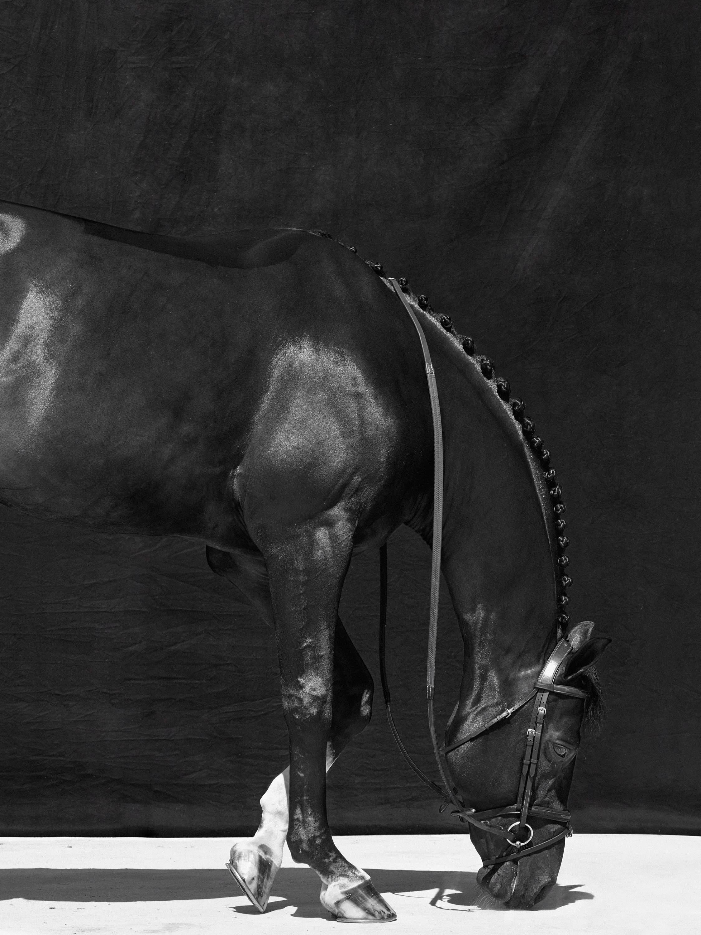 Brainpower Triptych III – Porträt mit schwarzem und weißem Pferd Limitierte Auflage 2018 – Photograph von Juan Lamarca